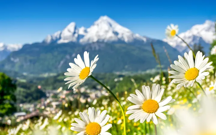 Bergwiese in den Alpen