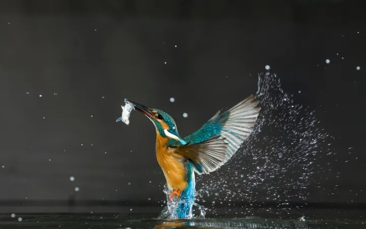 Kingfisher dans la chasse