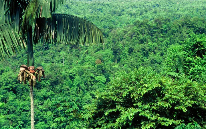 Forêt tropicale avec palmier à Buenaventura, Colombie