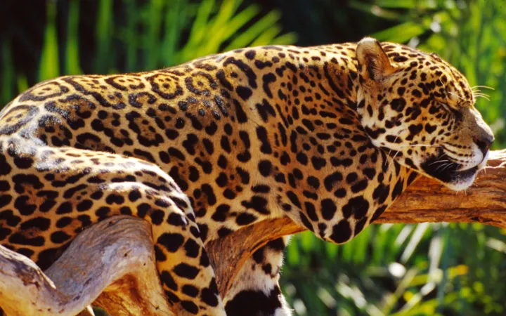Jaguar schläft auf Baum, Brasilien