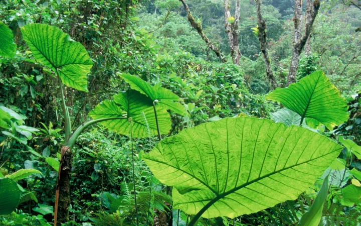 Rainforest dans Orosi Valley. Purisil Private Reserve, San José, Costa Rica.
