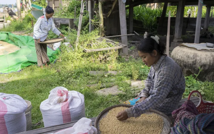Frauen reinigen Soja-Bohnen