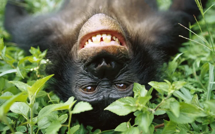 Ridere Bonobo il santuario ABC nella Repubblica del Congo