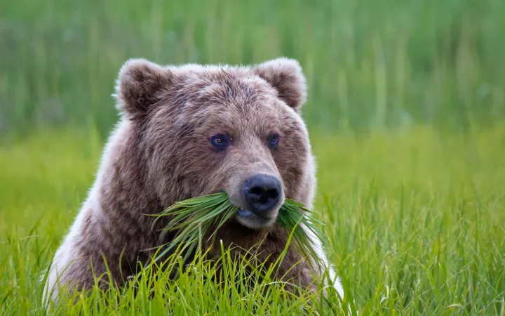 Braunbär (Ursus arctos horribilis) beim Essen im Lake Clark National Park, Alaska, United States