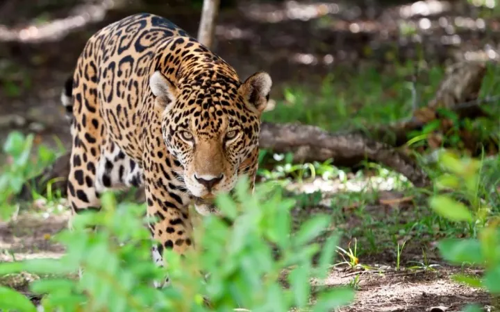 Jaguar schleicht sich an