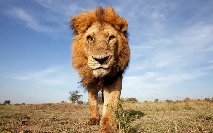 Un leone si avvicina alla macchina fotografica