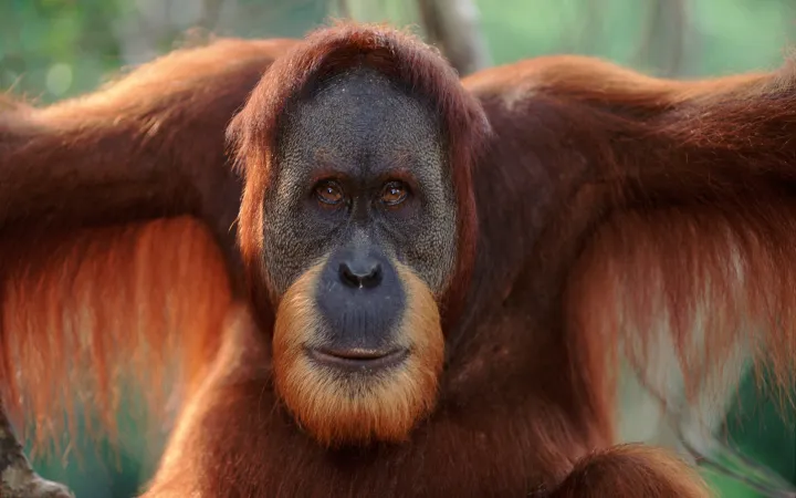 Ritratto di un orangutan di Sumatra, Sumatra, in Indonesia