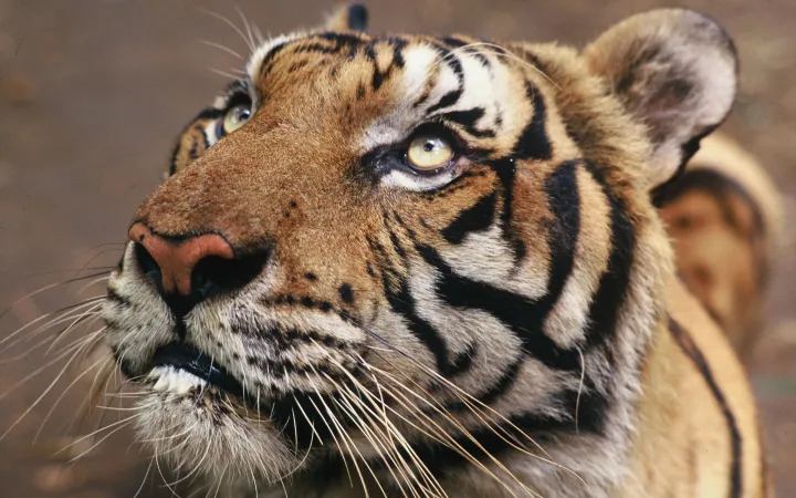 Primo piano di una tigre in Petchaburi, Thailandia