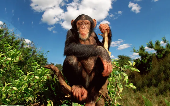 Scimpanzé seduto su un albero, centro di accoglienza Chimfunshi, Zambia