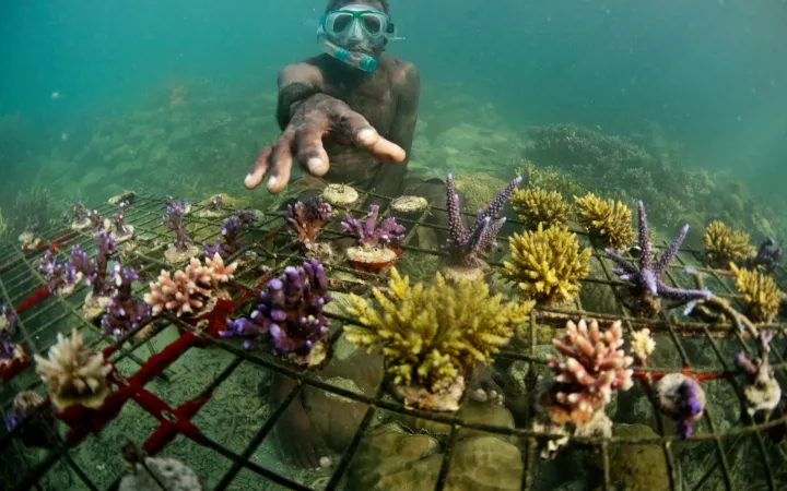 Eric Koti récolte du corail comme une alternative durable à pêcher dans Nusa réserve Touva, Îles Salomon.