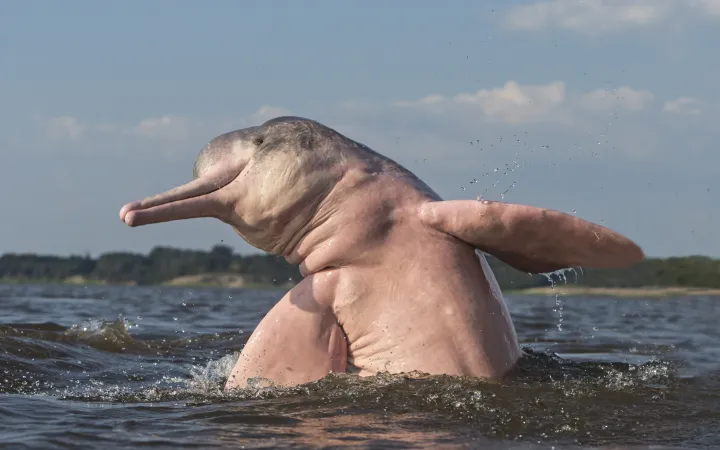 delfino di fiume Amazon salta fuori dall'acqua