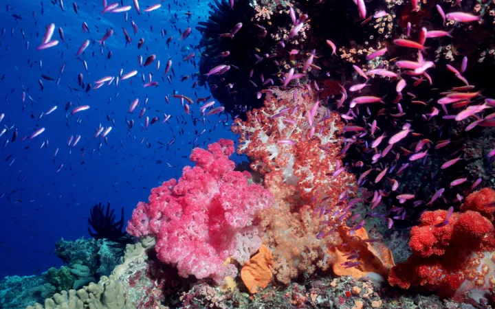 Rosa corallo molle con i pesci, Great Barrier Reef, Australia