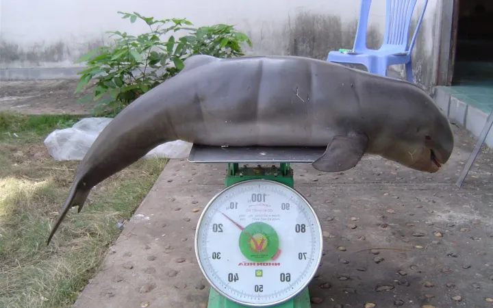 Junger Mekong-Flussdelfin am wägen, Delfin-Projekt, Kambodscha