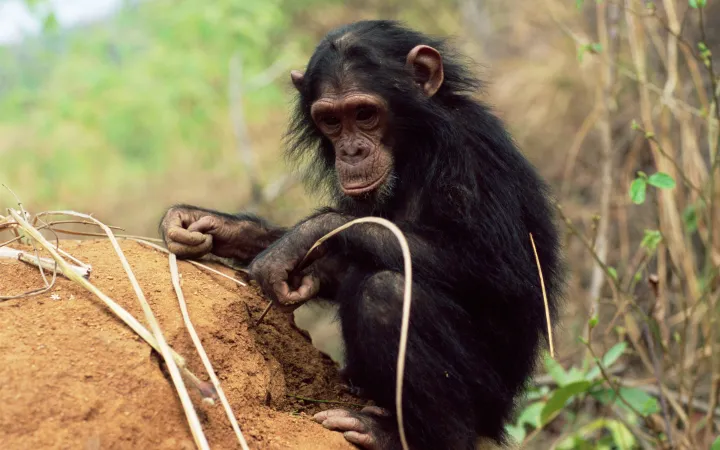 Young scimpanzé guardando con un bastone per le termiti