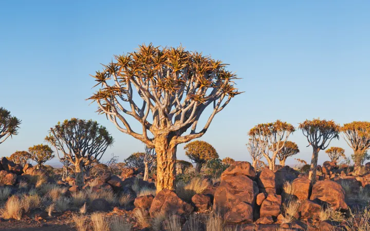 Carquois arbres dans la partie sud de la Namibie