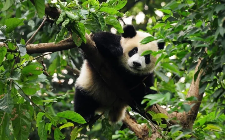 Panda sur l'arbre