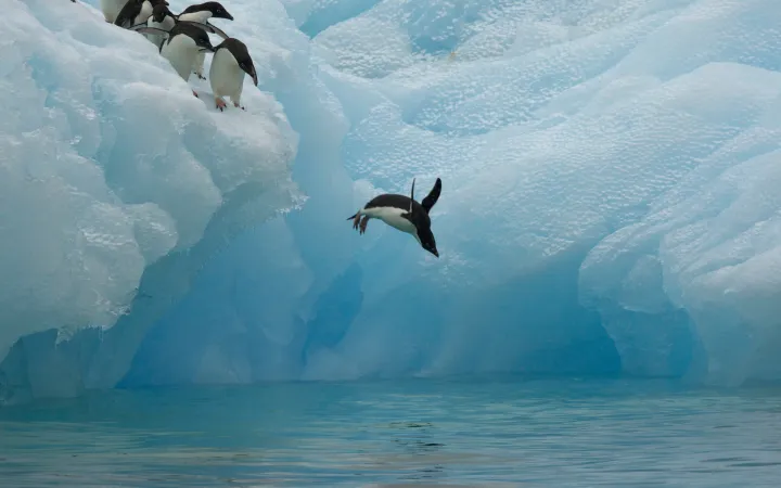 Un pingouin saute dans l'Antarctique sur une banquise dans la mer.