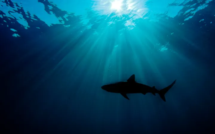 Caraïbes requin de récif (Carcharhinus perezi) se profilant contre le soleil. Grand Bahama, aux Bahamas. Océan Atlantique.
