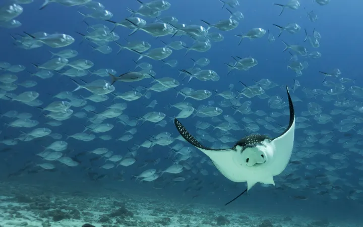 Raggio di aquila macchiato (narinari narinari) nuotare vicino al fondo dell'oceano nei pressi di Darwin Islanda, Isole Galapagos.
