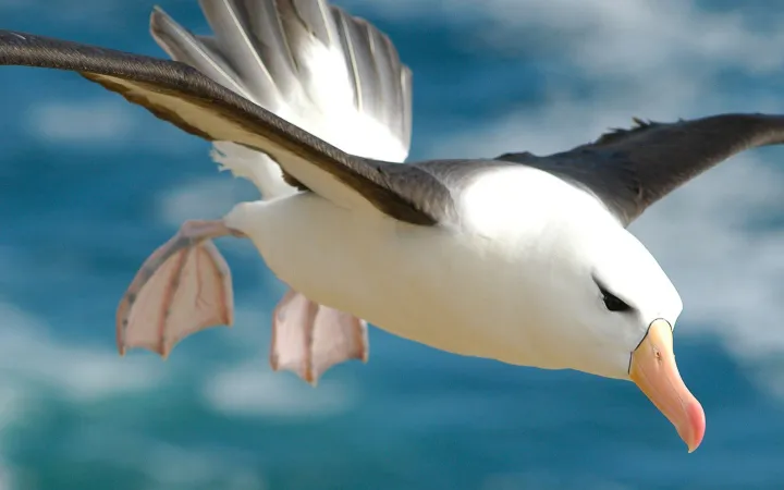 Black-sul metodo finale, Isole Falkland