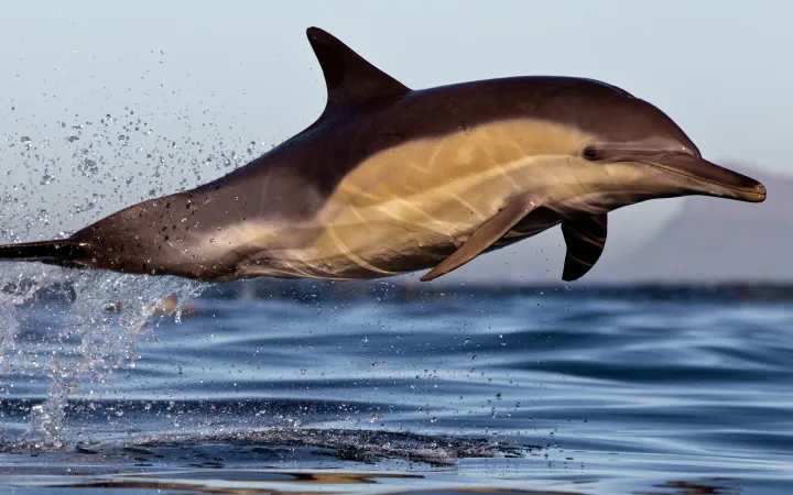 Delfino che salta sopra la superficie dell'acqua, False Bay, Città del Capo, Sud Africa