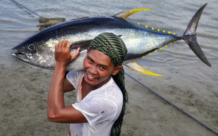 Man holds yellow fin tuna