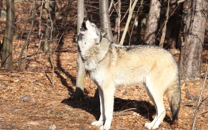 Nordamerikanischer Grauer Wolf