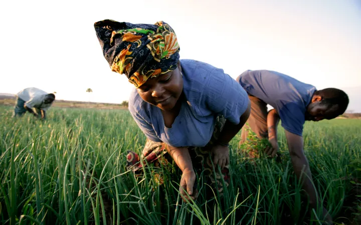 Les agriculteurs travaillant dans un champ d'oignons en Tanzanie