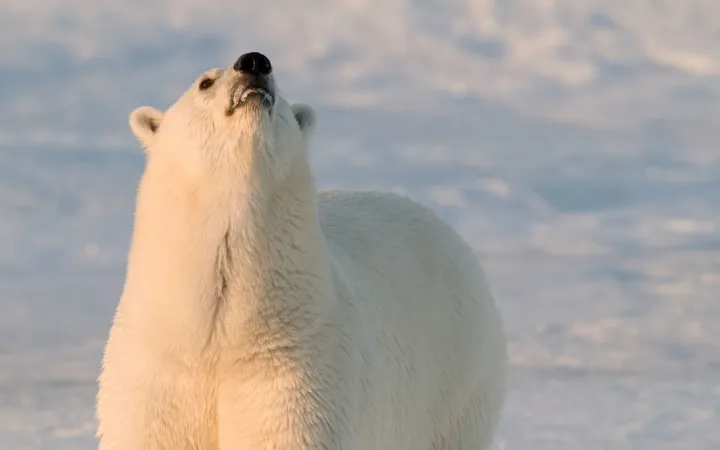 Orso polare con il suo naso