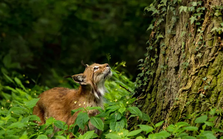 Luchs vor einem Baum