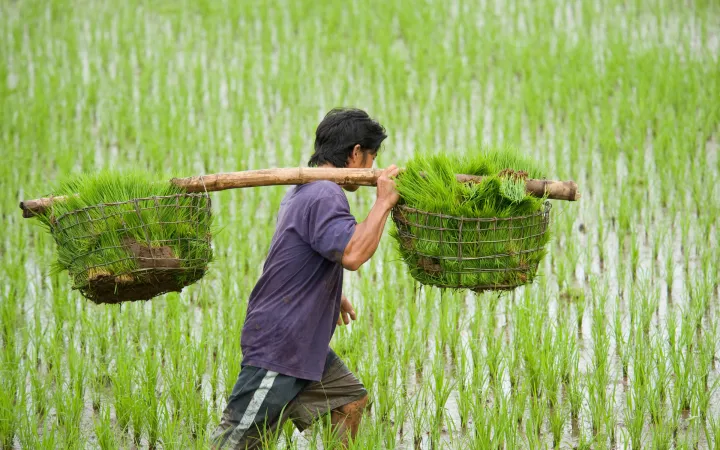 Un riziculteur recueille des plants de riz aux Philippines