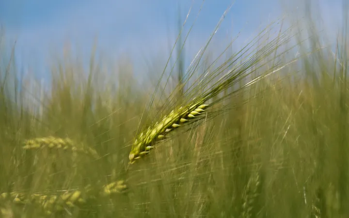 Champ de blé en Suisse