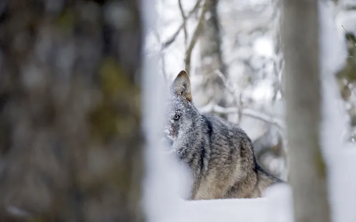 Un loup dans la forêt, à moitié caché par des arbres