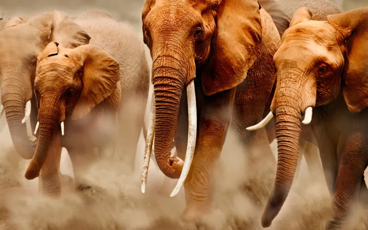 Troupeau d'éléphants dans le parc national Amboseli au Kenya