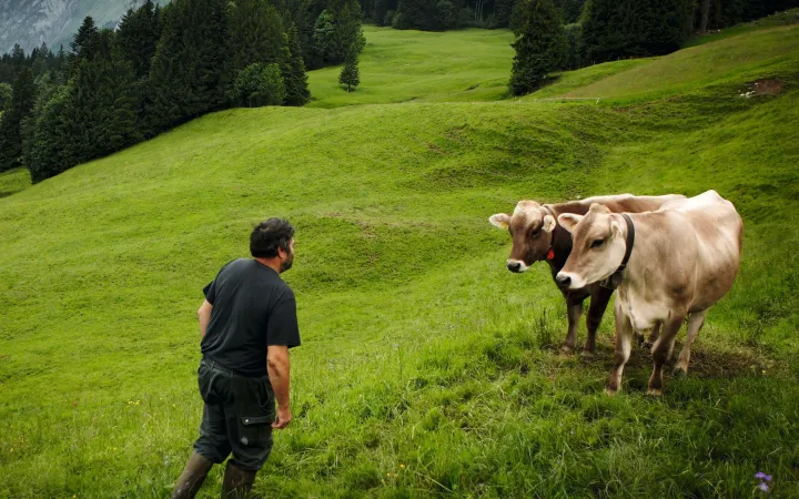 Bauer mit Kühen