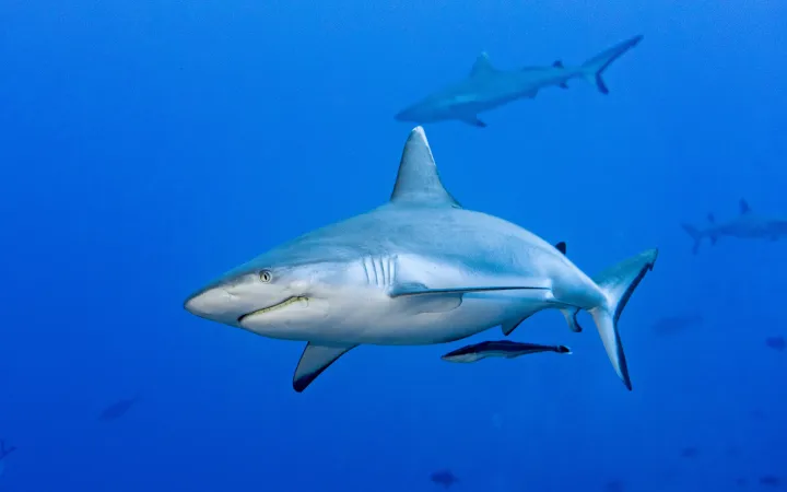 squalo grigio nel mare