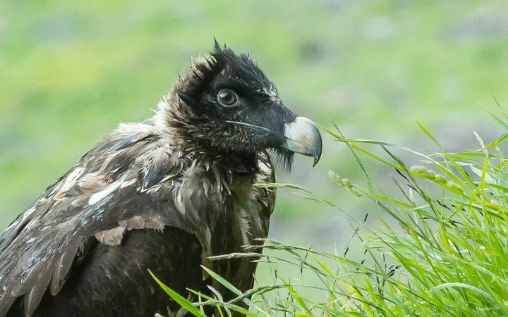 Das Bartgeier-Jungtier Trudi wurde vor Kurzem ausgewildert