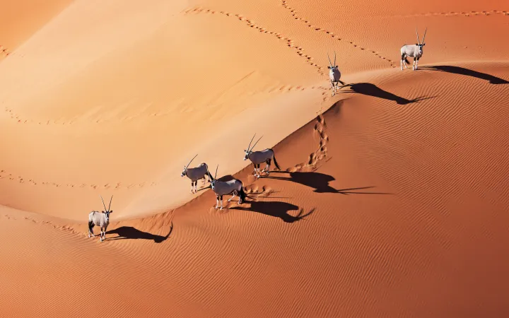 la course Oryx à travers les dunes de sable dans le parc national Naukluft, Namibie