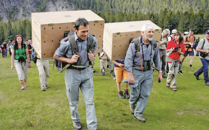 Wildhüter tragen Kisten mit einem jungen Bartgeier für die Auswilderung