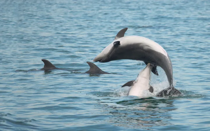 Delfine am Spielen