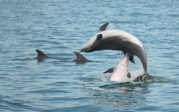 Dauphins au jeu