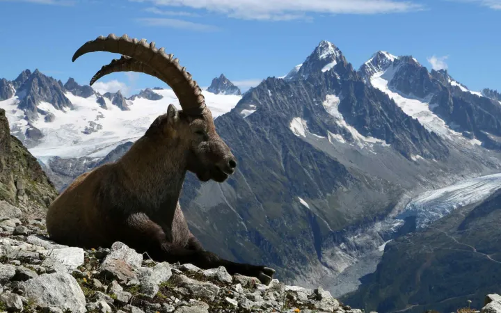 Un bouquetin dans les Alpes suisses