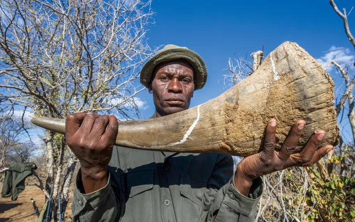 Ein Ranger präsentiert ein beschlagnahmtes Horn