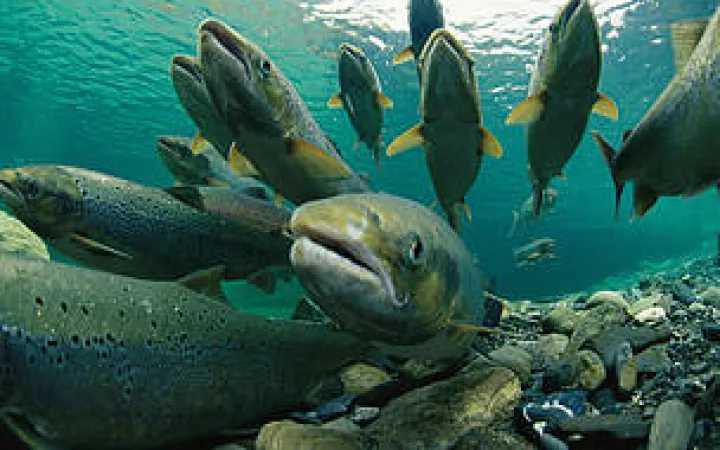 saumoneaux Atlantique