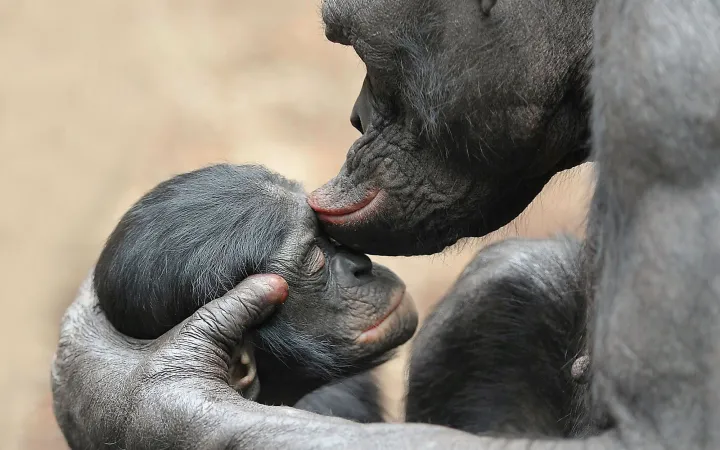 Bonobo-Mutter küsst ihr Baby
