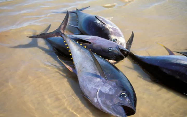 Yellow fin tuna, Sur, Oman