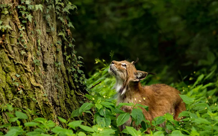 Luchs vor einem Baum