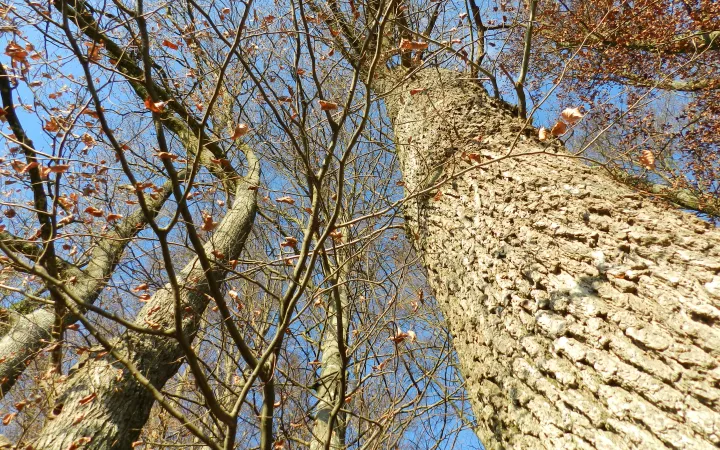 Detailansicht Baumrinde