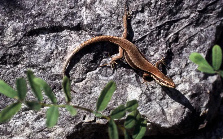 Eidechse auf einem Stein