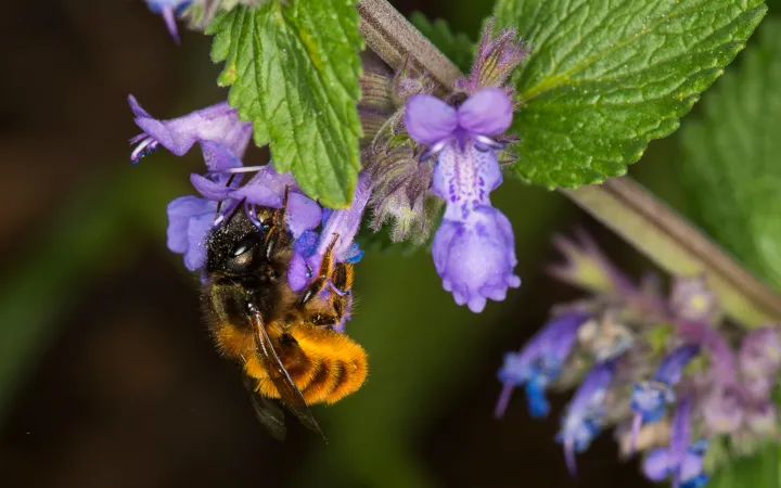 Biene auf einer Blüte